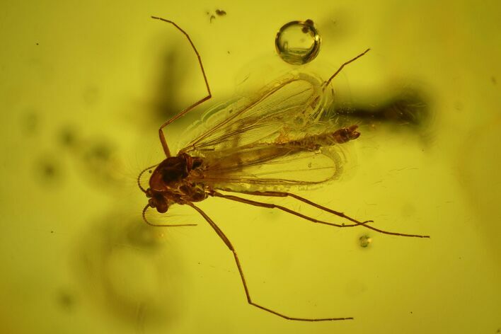 Detailed Fossil Fly (Chironomidae) & Wood Splinter in Baltic Amber #170078